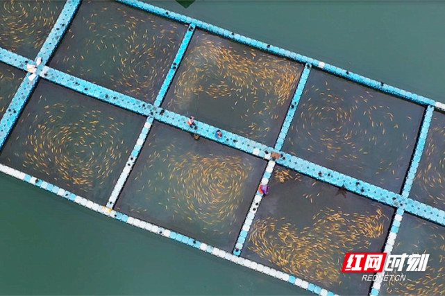 魚躍東江！郴州資興六千水產養殖戶有序復產，畜牧漁業飼料銷售同步回暖